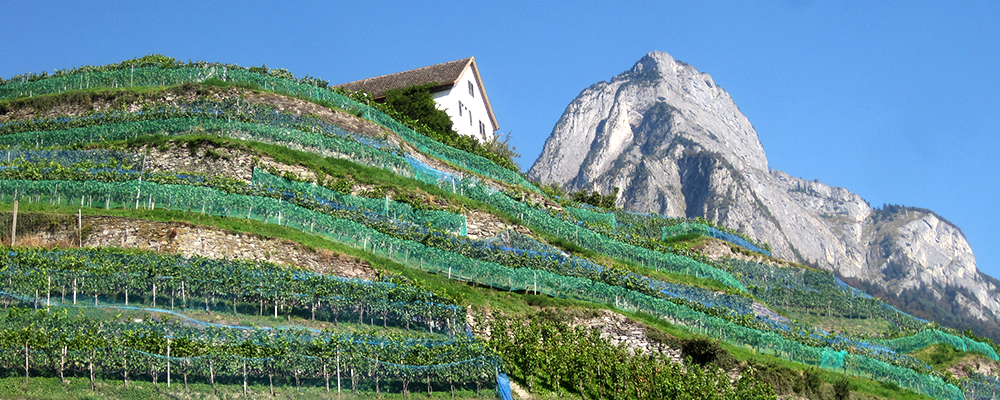 Was ist Stein? Was ist Wein?